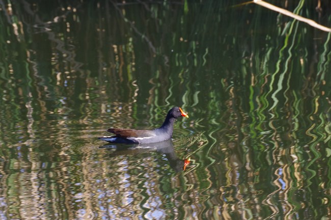 gallinule floating on the water