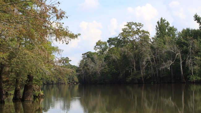 river surrounded by dense forest