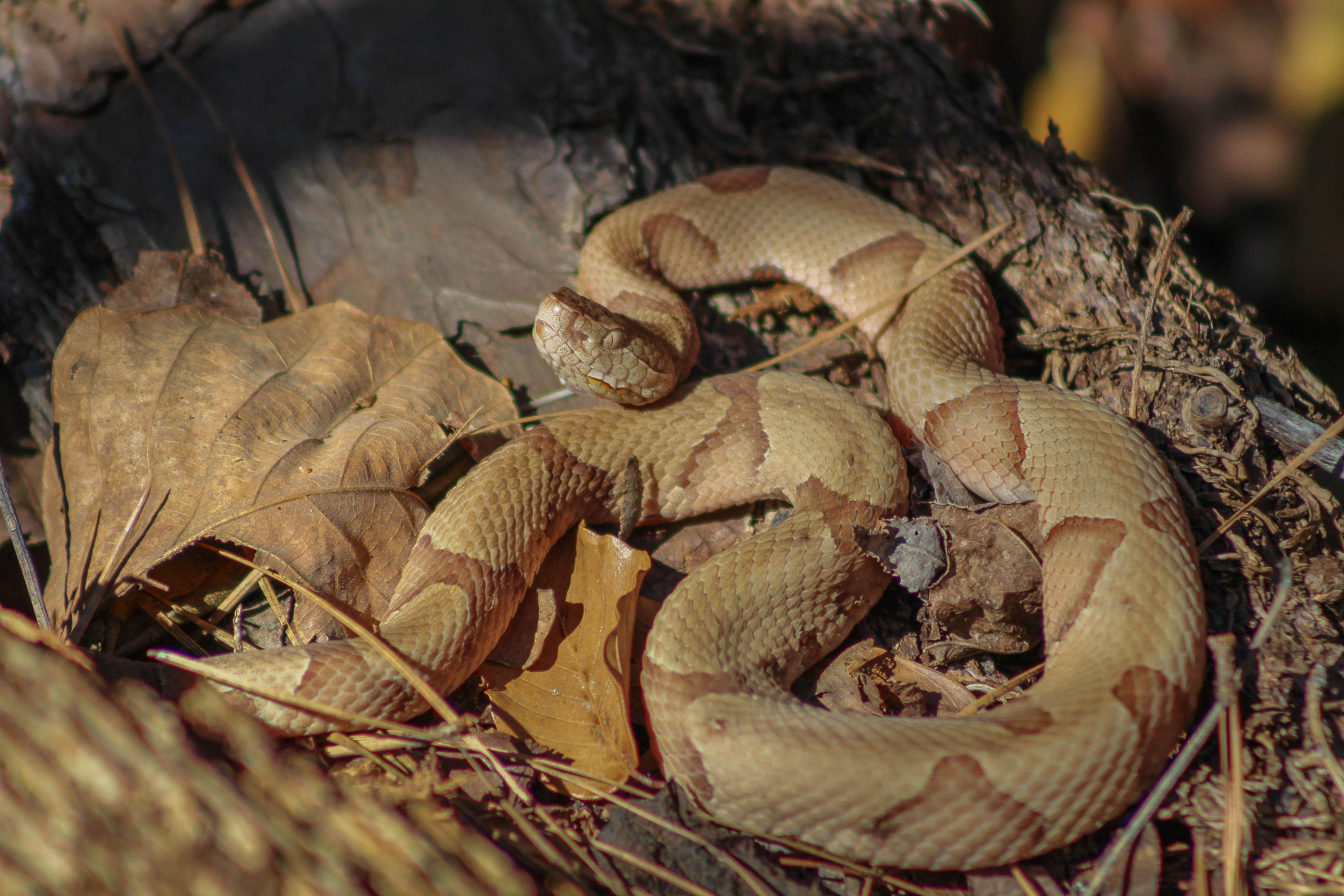 Venomous Snakes Big Thicket National Preserve U S National Park Service Venomous Snakes Big Thicket National Preserve U S National Park Service