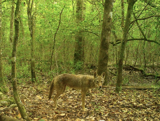 coyote photo from a trail camera in the woods