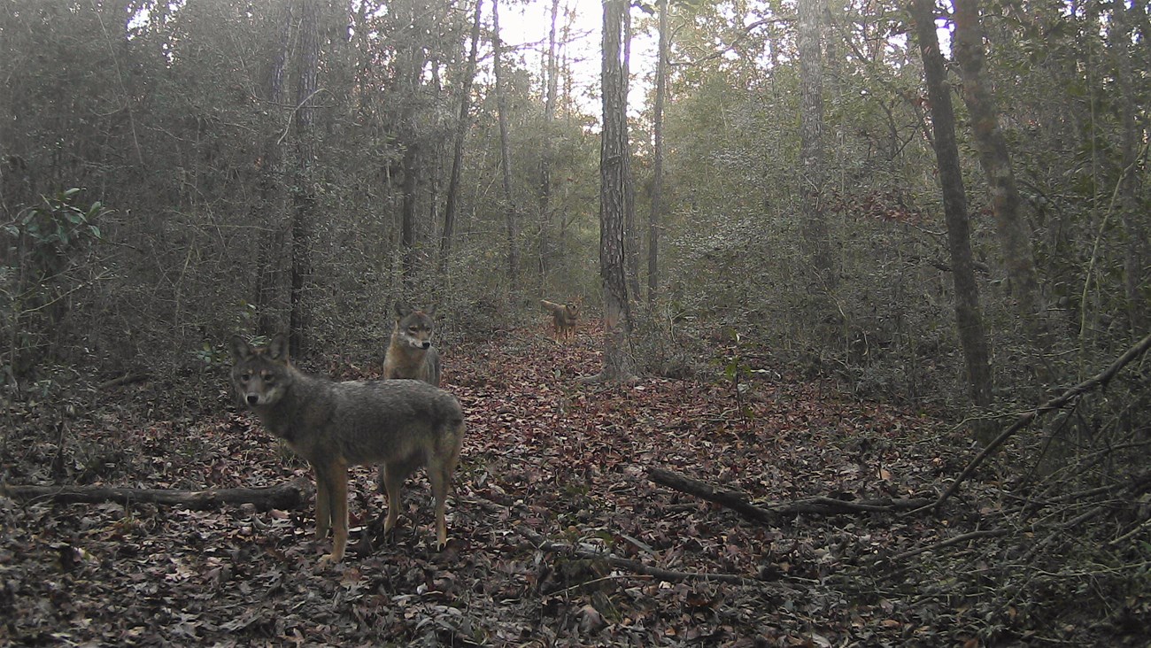 a trio of coyotes in a clearing in the woods