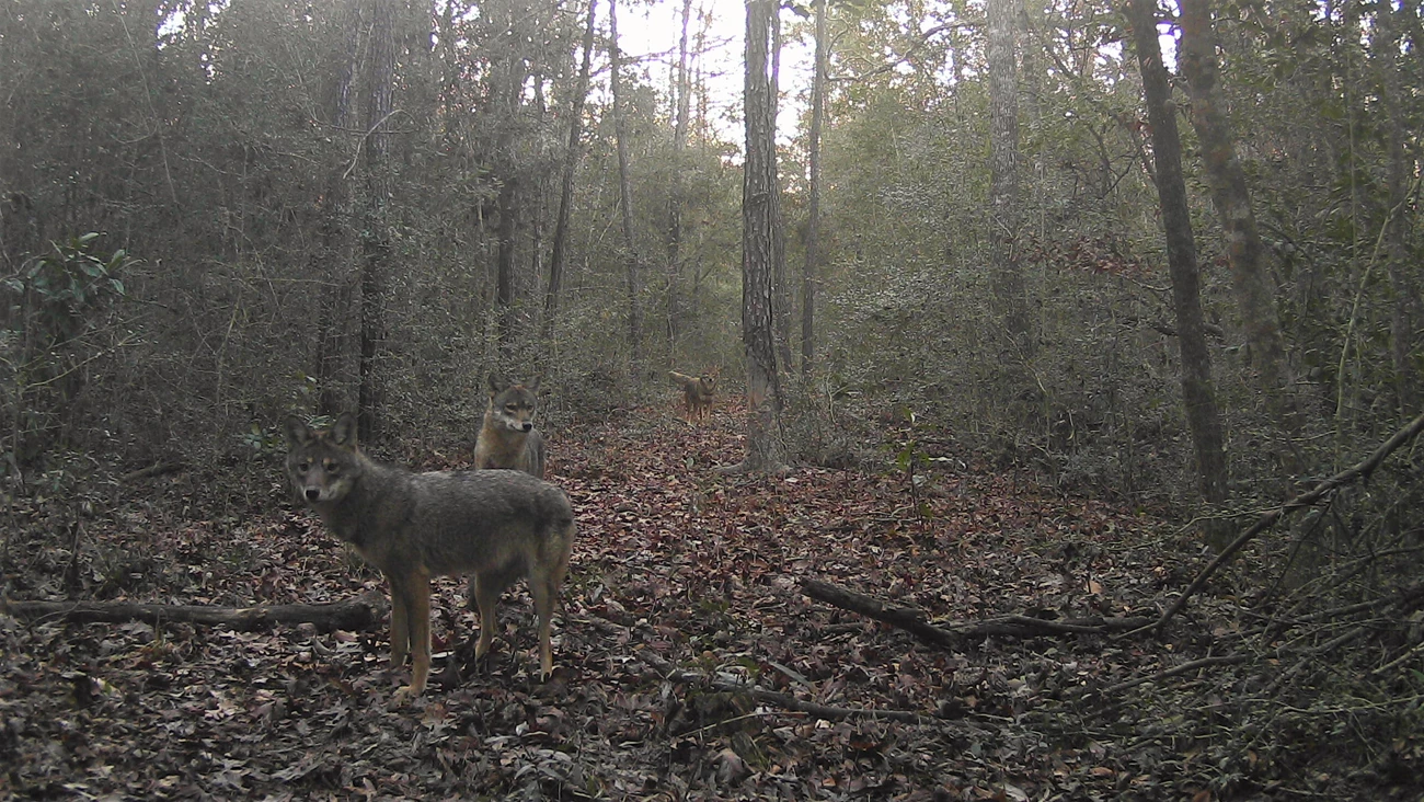 Wiley coyotes a trio of coyotes in a clearing in the woods