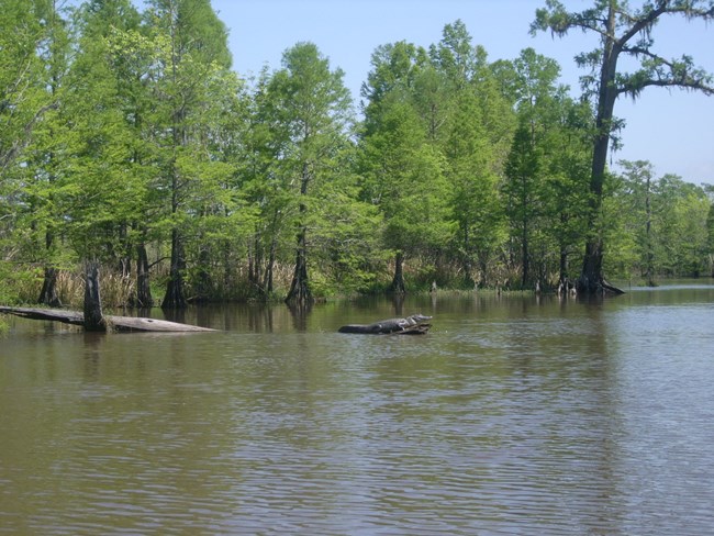 Gator on 10 Mile Creek 4