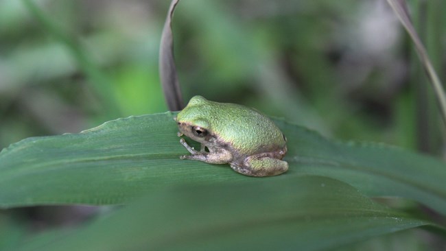 green tree frog on a leaf