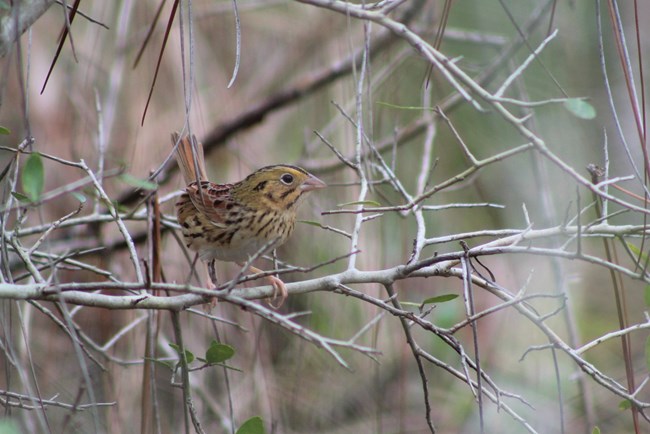 close up of dark brown and gold henslow's sparrow in a tree