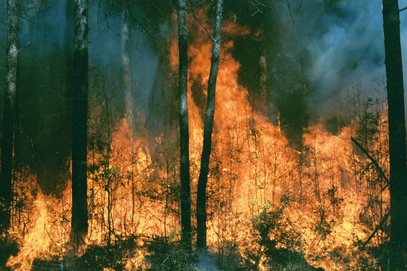 large fire burning through the forest