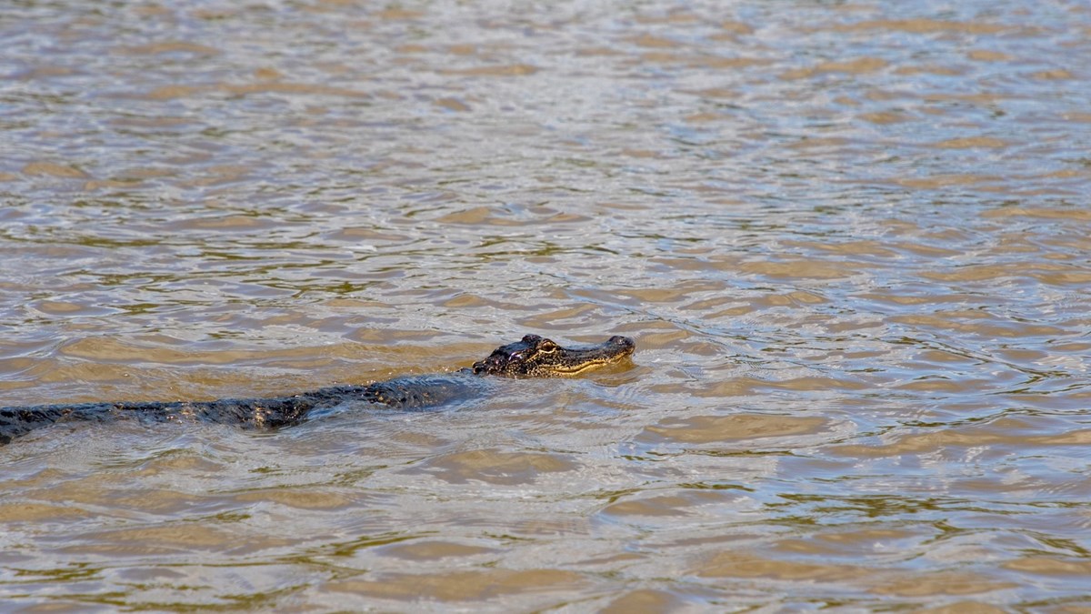 American Alligator Big Thicket National Preserve (U.S. National Park