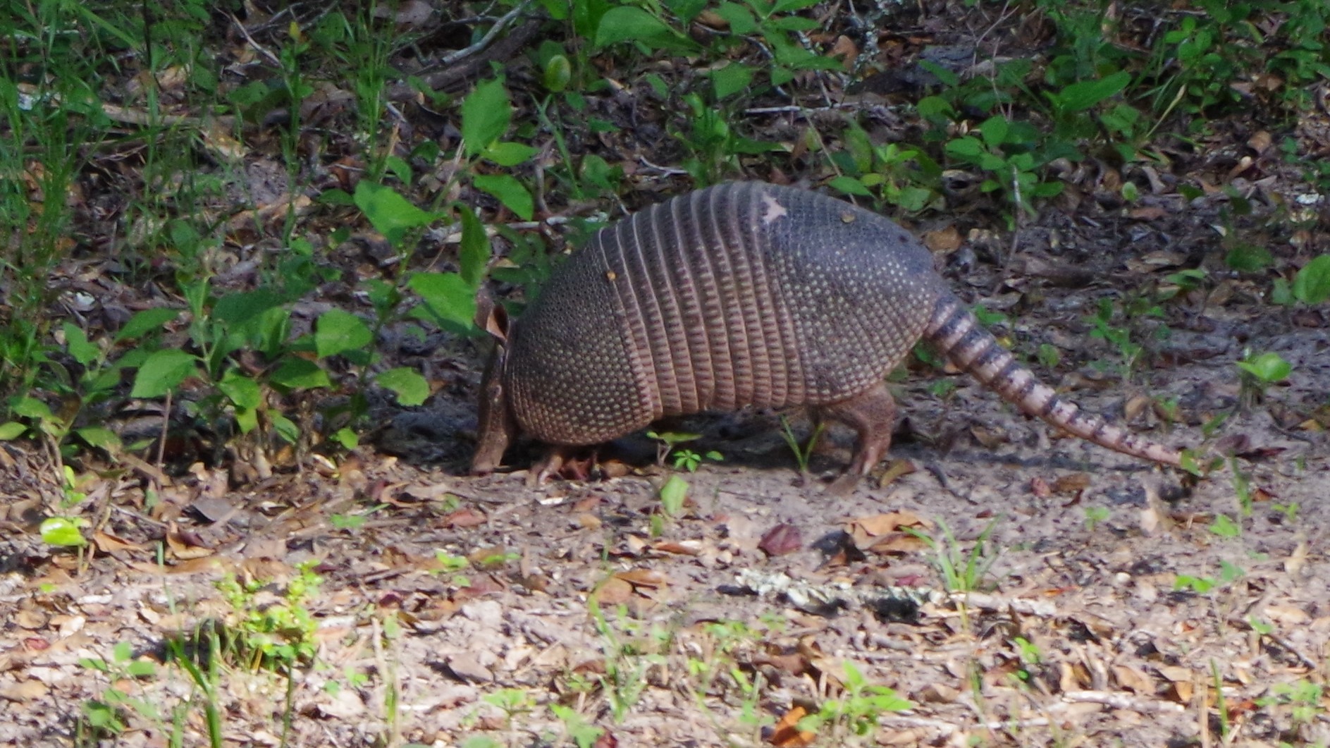 Armadillo Big Thicket National Preserve (U.S. National Park Service)