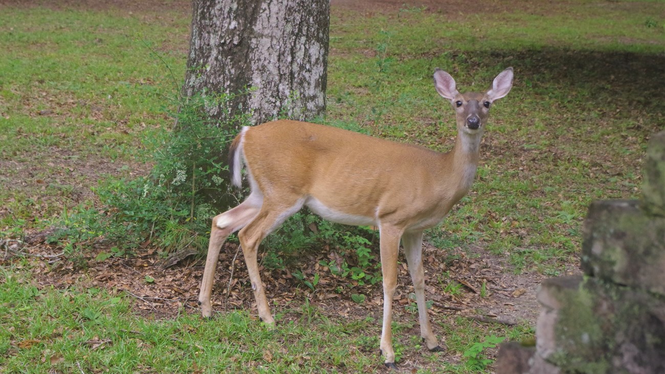 female deer grazing in a grassy yard