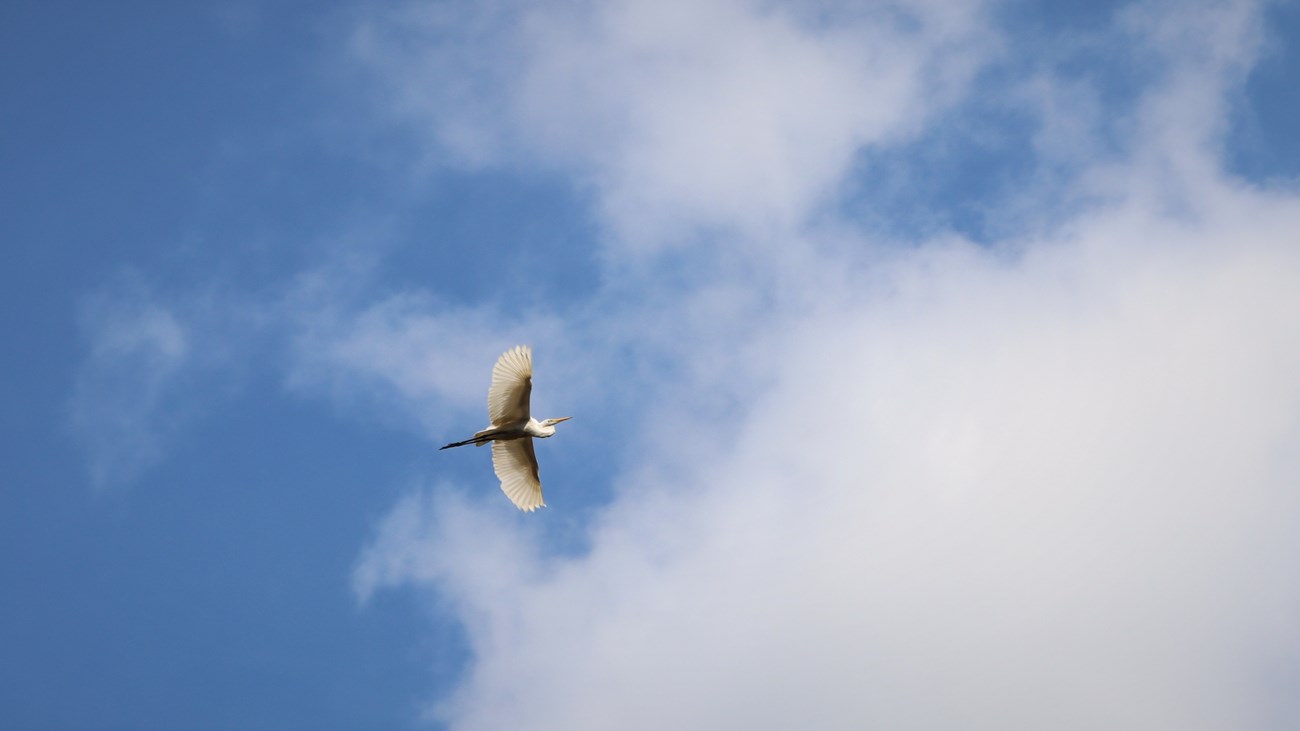looking up at a great egret in flight in a cloudy sky