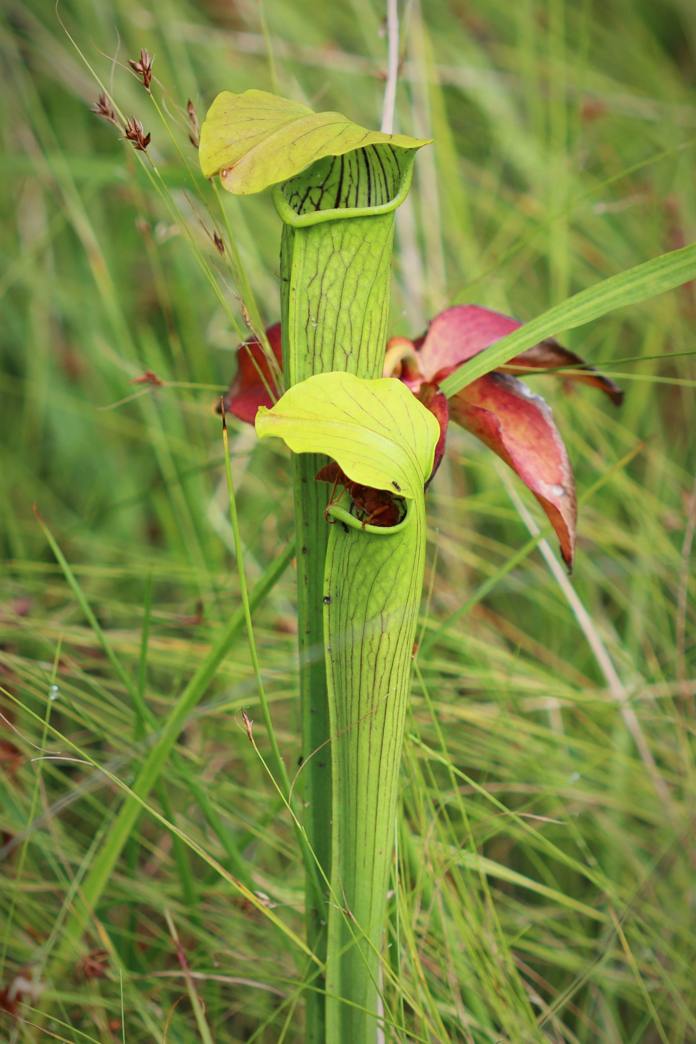 pitcher plant flower