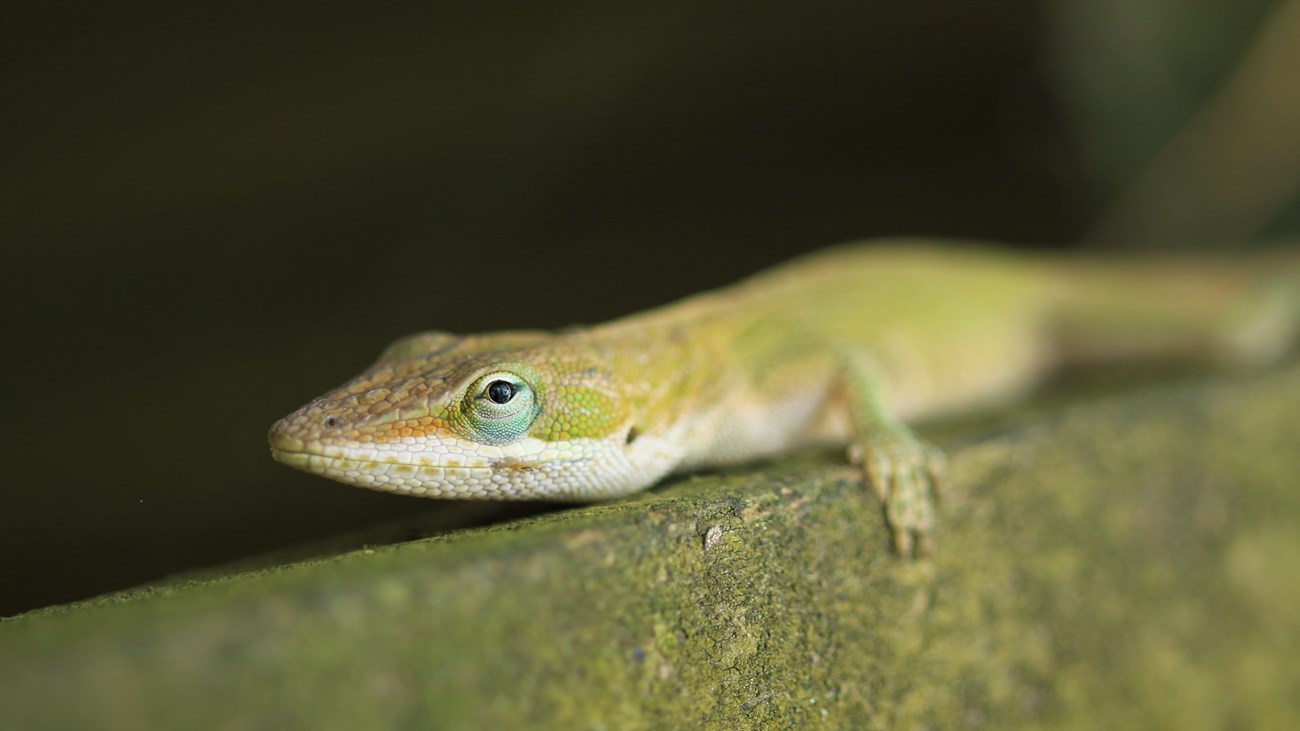 closeup of a green anole on a wooden bridge