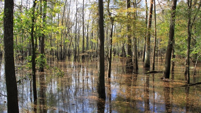 trees and shrubs growing in baygall pond