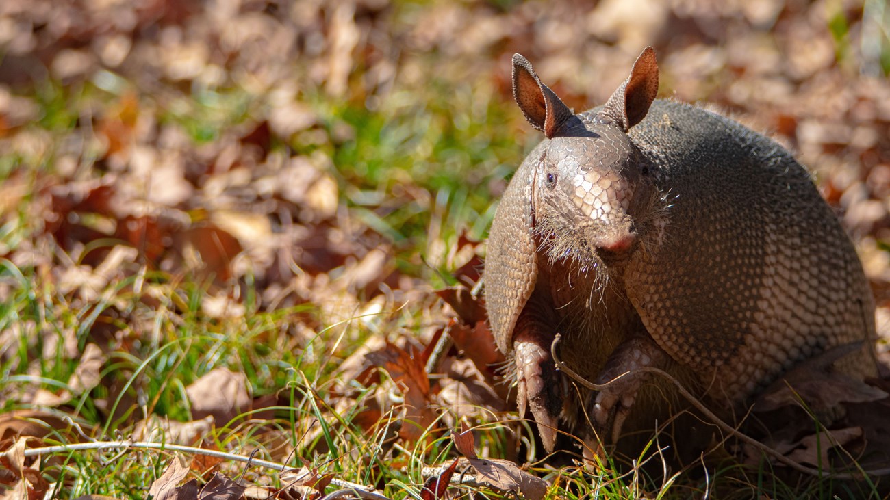 armadillo in grass and leaves looking toward the camera