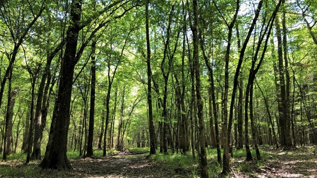 dense green forest above a trail