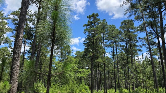 pine forest of longleaf pine and other species on sunny day