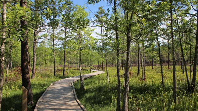 boardwalk meandering through a pitcher plant bog