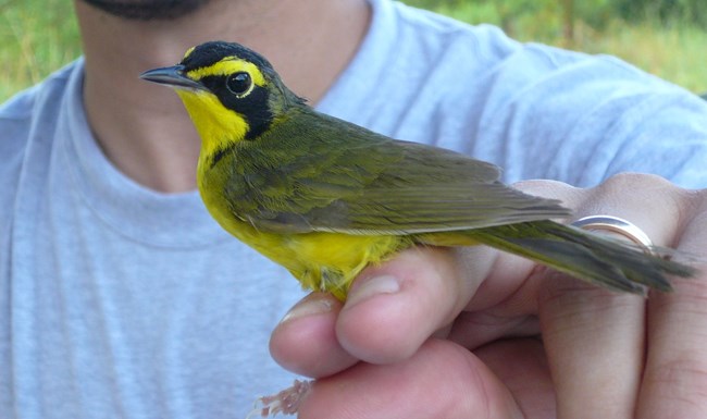 person holding a Kentucky warbler in their hand