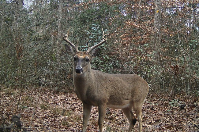 male deer in the forest looking toward the trail camera