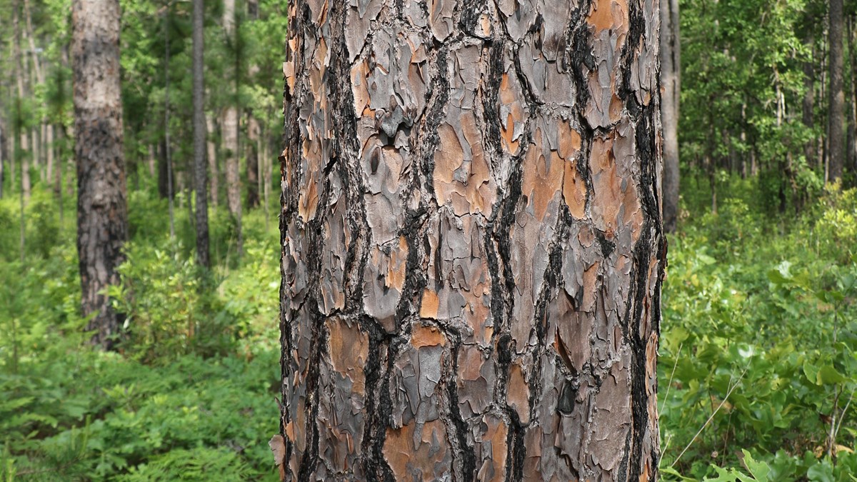 close up of bark on pine tree