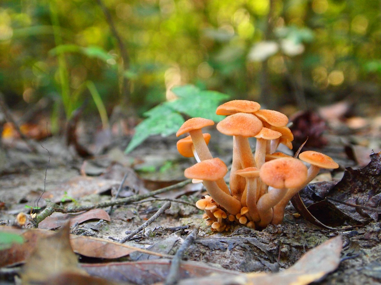 Bright orange mushrooms growing on a wooded trail
