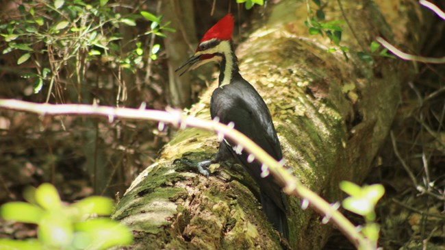 pileated woodpecker sitting on a log in the forest