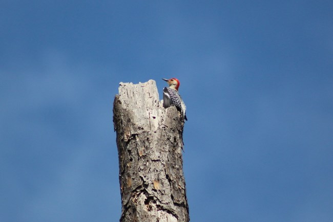 red-bellied woodpecker sitting atop a dead tree