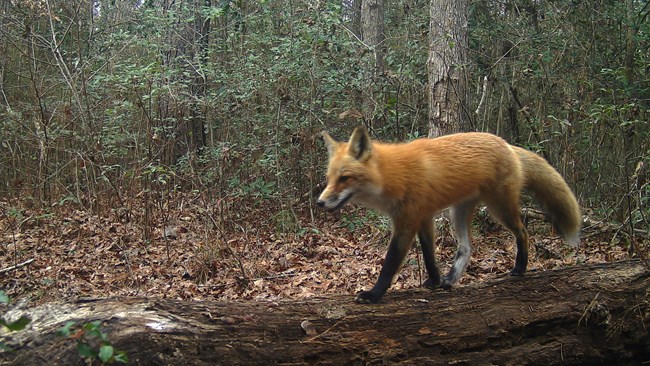 red fox on a log in the woods