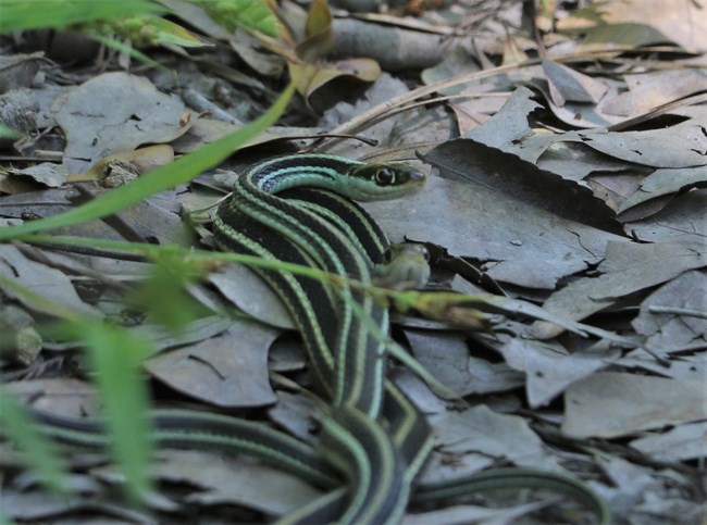 close up of ribbon snake among dead leaves