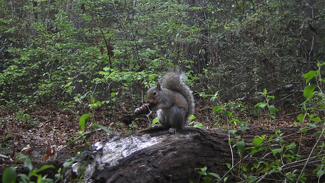 gray squirrel eating a pinecone while sitting on a log