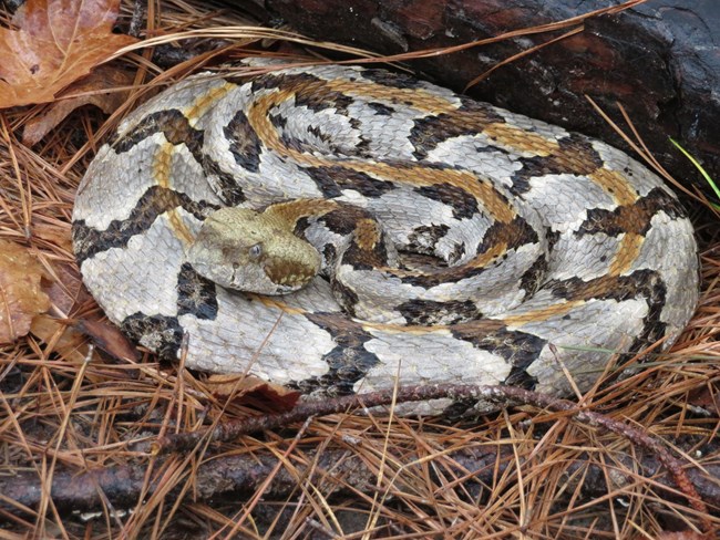 coiled timber rattlesnake among pine needles