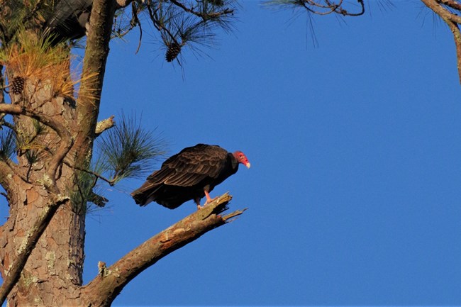 turkey vulture perched in a tree