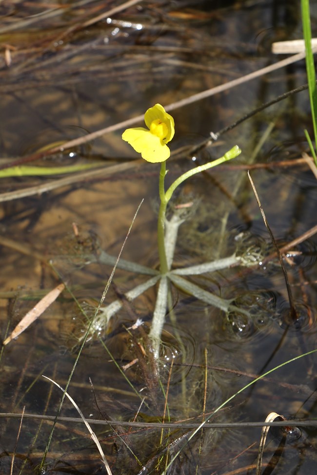 Bladderwort Plant Bladderwort Plant