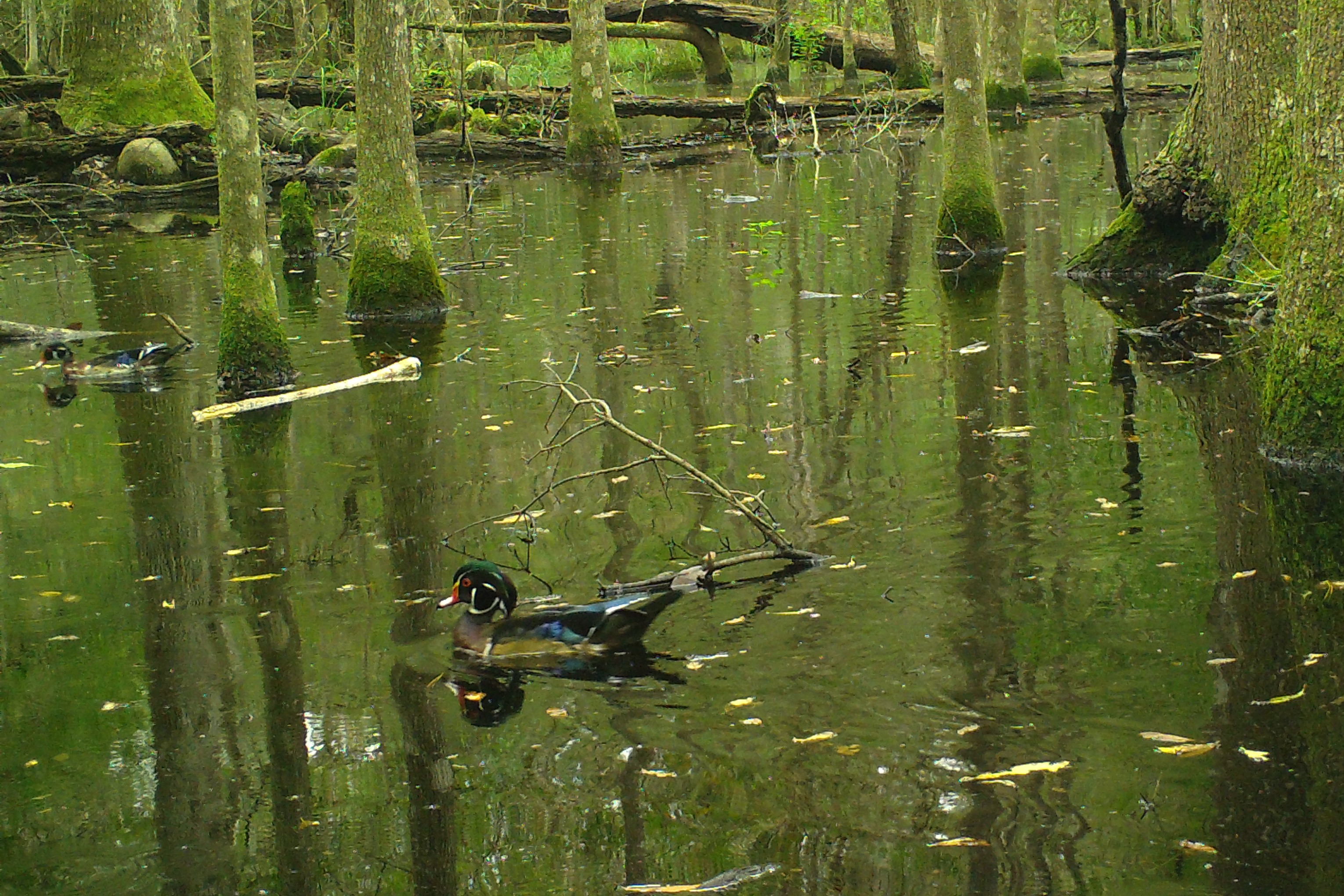 wood-duck-big-thicket-national-preserve-u-s-national-park-service
