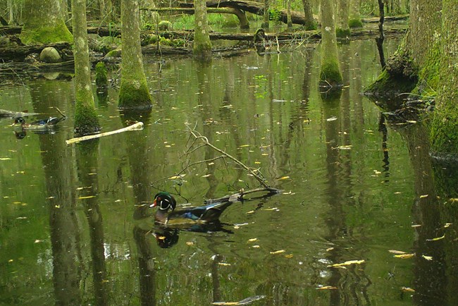 wood duck floating in a green swamp