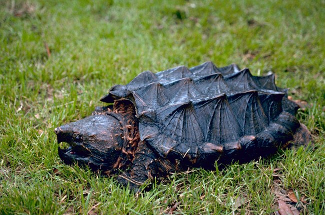 close up of alligator snapping turtle on grass