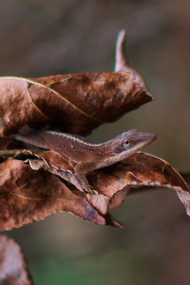 close up of a brown anole on a leaf