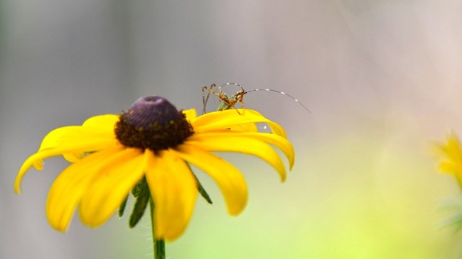 katydid on a flower petal