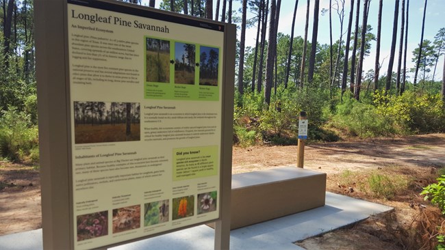 exhibit panel, concrete bench, and custom photo bracket facing a longleaf pine restoration area with young trees