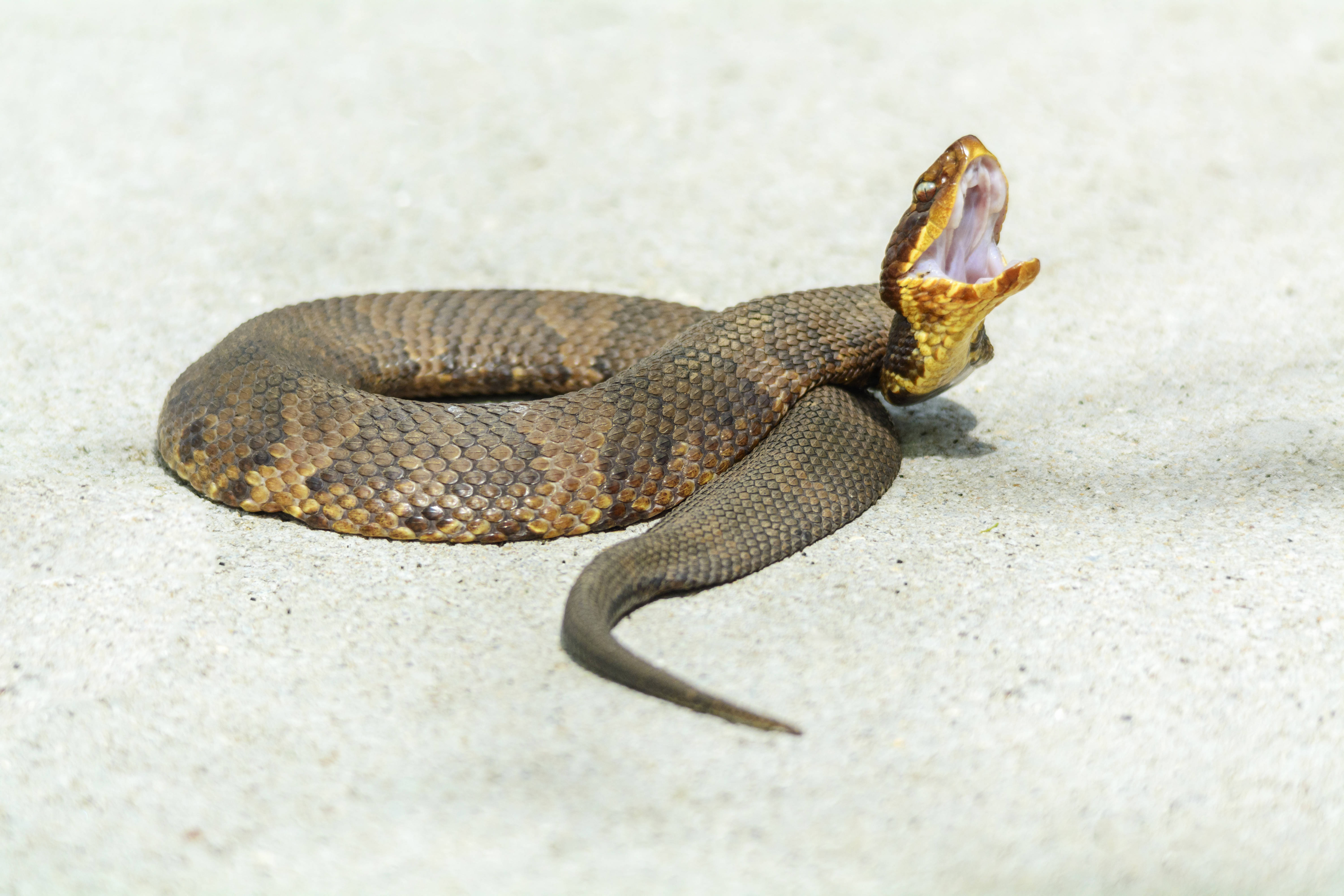 Venomous Snakes Big Thicket National Preserve (U.S. National Park
