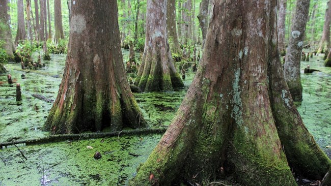 cypress tree trunks growing in a green swamp