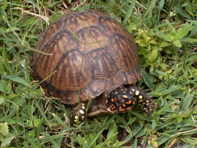 closeup of an eastern box turtle