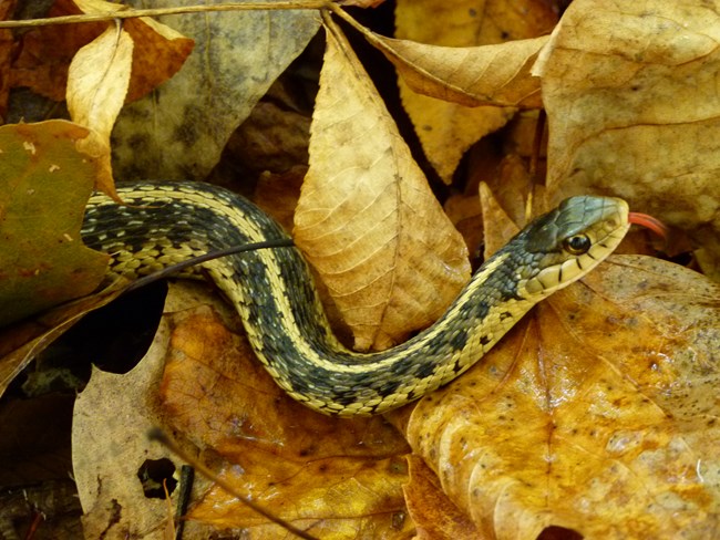 close up of a garter snake among leaves