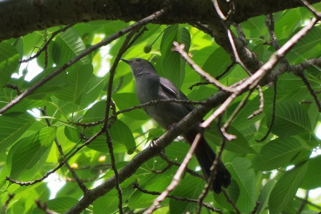 bird on a tree branch