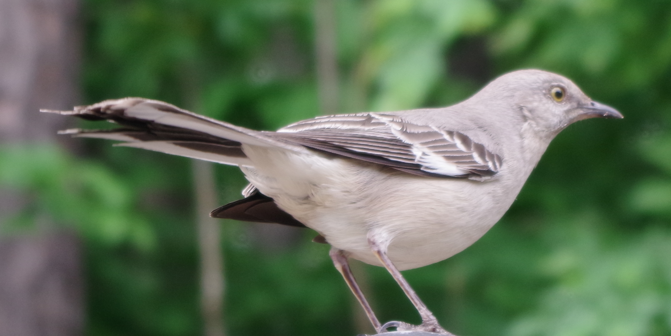 mockingbird_BITH.JPG?maxwidth\u003d650\u0026autorotate\u003dfalse