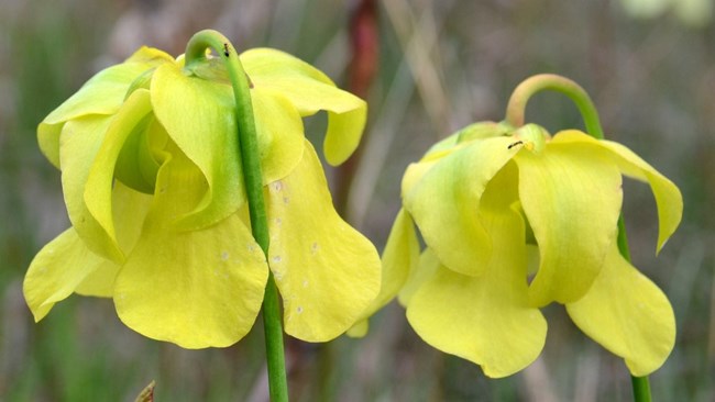 close up view of pitcher plant flowers with ants on the petals