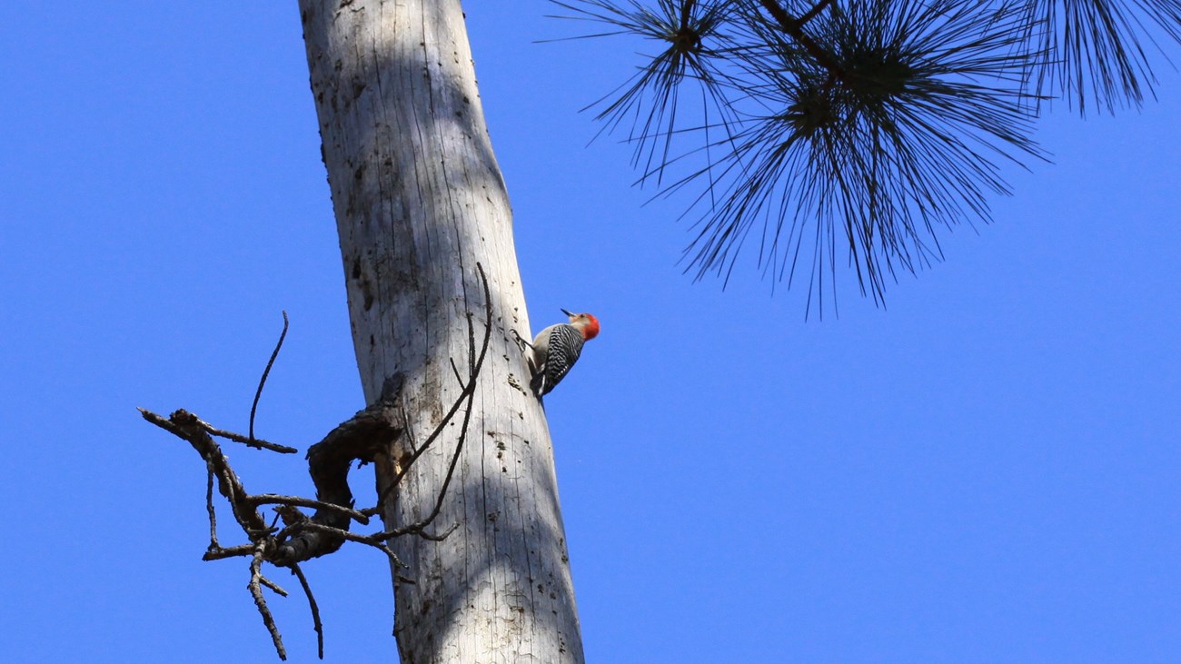 red-bellied woodpecker pecking a dead tree