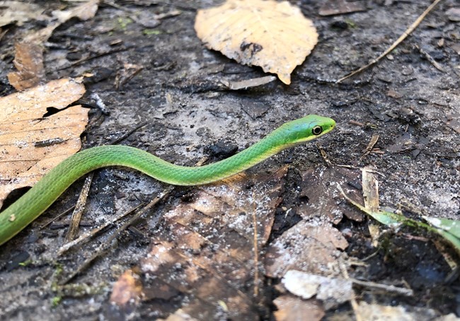 close up of a rough green snake