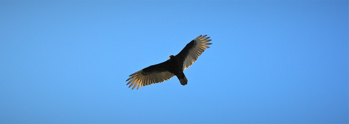 turkey vulture soaring in the sky