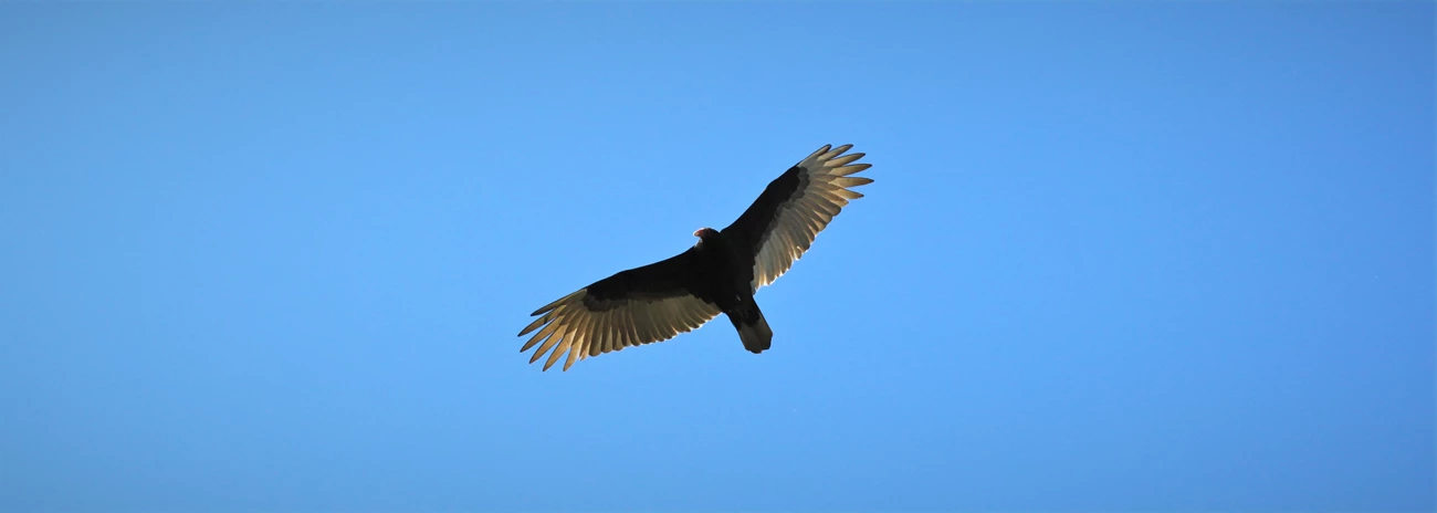 turkey vulture turkey vulture soaring in the sky